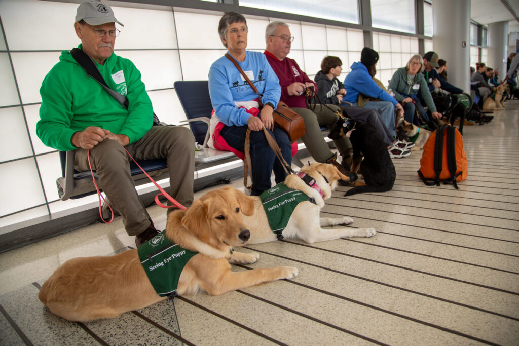 Puppies Make a Paw-sitive Impact at Newark Liberty, Training to Lead the Way for Visually Impaired Travelers New York Airport 54446464502 56a481f742 k Metropolitan Airport News