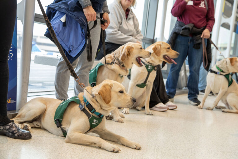 Puppies Make a Paw-sitive Impact at Newark Liberty, Training to Lead the Way for Visually Impaired Travelers 54447330961 1ac1da8d8e k Metropolitan Airport News