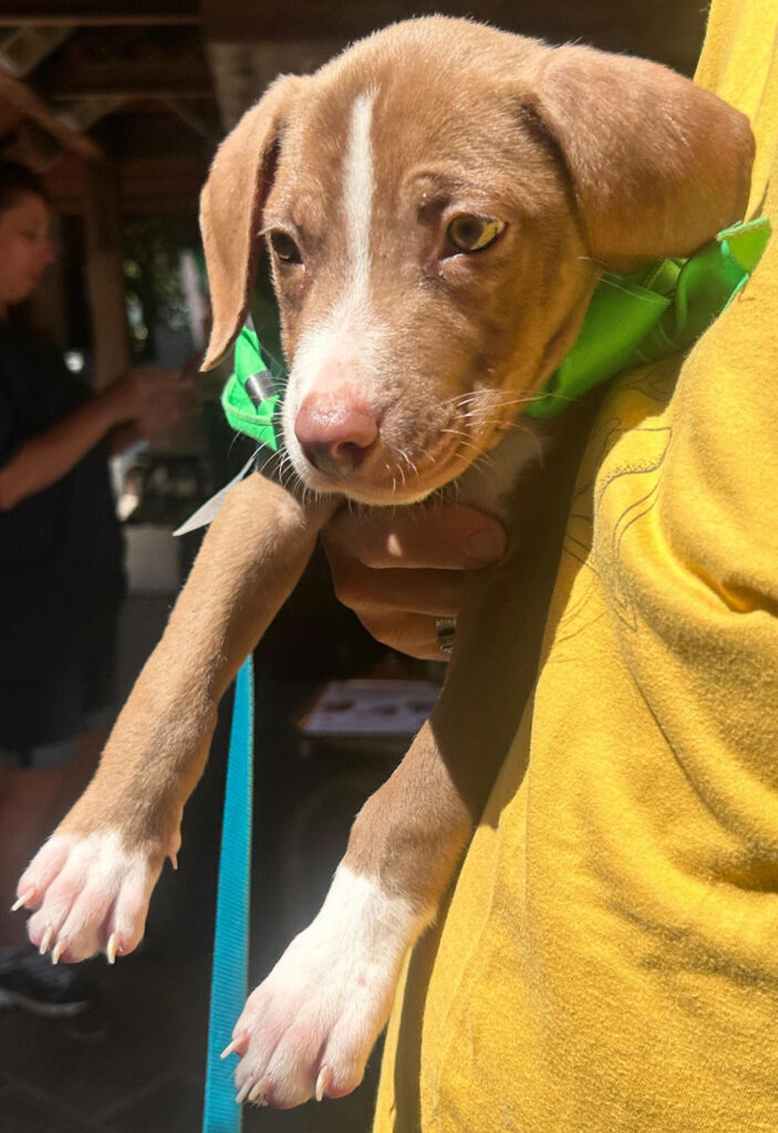 My Favorite Breed Is ‘Rescue’ New York Airport A recently adopted PAWS rescue now has his forever home.