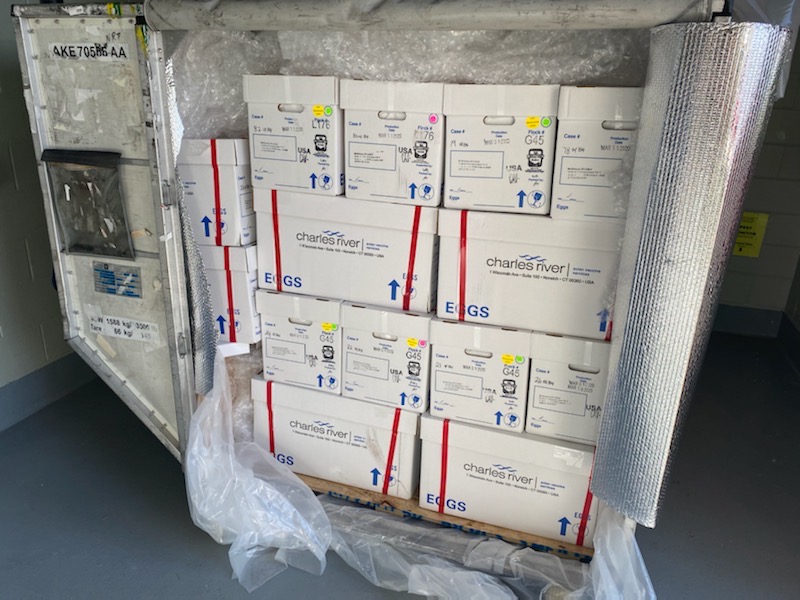 The ARK at JFK Now Shipping Medical Eggs for the Development of the Flu Vaccine New York Airport The ARK at JFK Now Shipping Medical Eggs for the Development of the Flu Vaccine