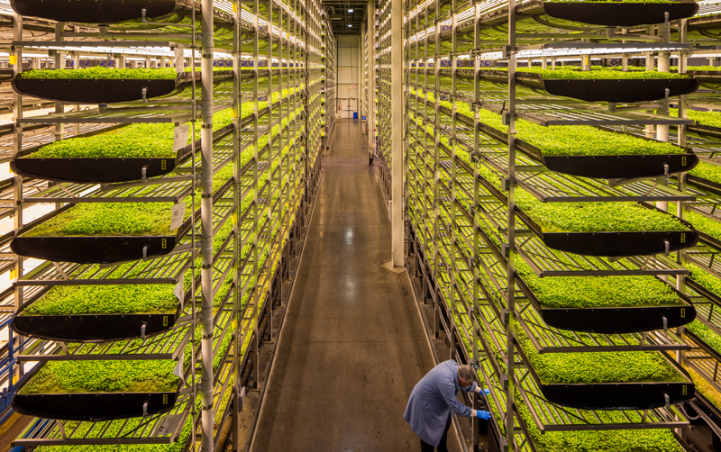 Singapore Airlines Announces “Farm-to-Plane” Initiative With Aerofarms New York Airport AeroFarms 2 Metropolitan Airport News