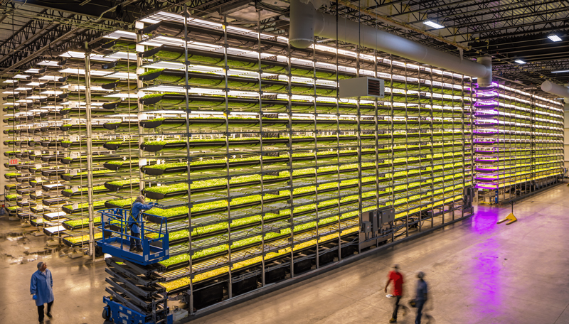 Singapore Airlines Announces “Farm-to-Plane” Initiative With Aerofarms New York Airport AeroFarms Indoor Vertical Farming Wide Shot Metropolitan Airport News