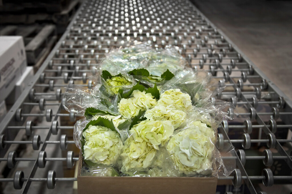 American Airlines Cargo Boasts a Blooming History Transporting Fresh Flowers New York Airport American Airlines Cargo Boasts a Blooming History Transporting Fresh Flowers