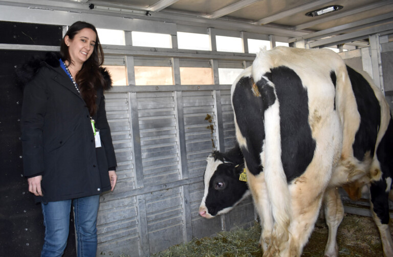 The Ark at JFK Readies Holstein Bulls for Long Flight to Asia The Ark at JFK Bull