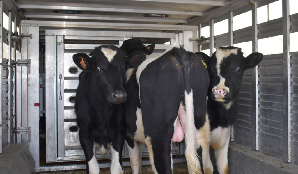 The Ark at JFK Readies Holstein Bulls for Long Flight to Asia New York Airport Ark at JFK Bulls Metropolitan Airport News