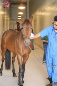ArkJFK Yonkers horse Metropolitan Airport News