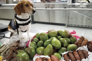 July 2023 Publisher’s Message Beagle Brigade member signaling confiscated food stash.