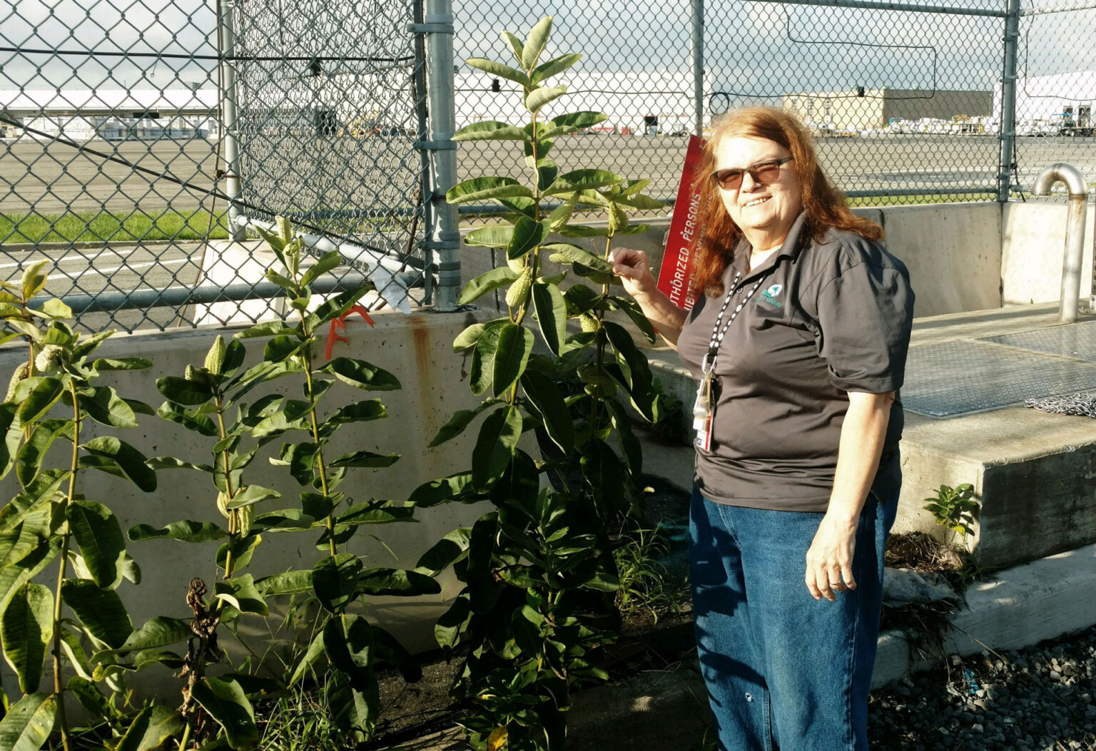 Monarch Butterflies at JFK Airport
