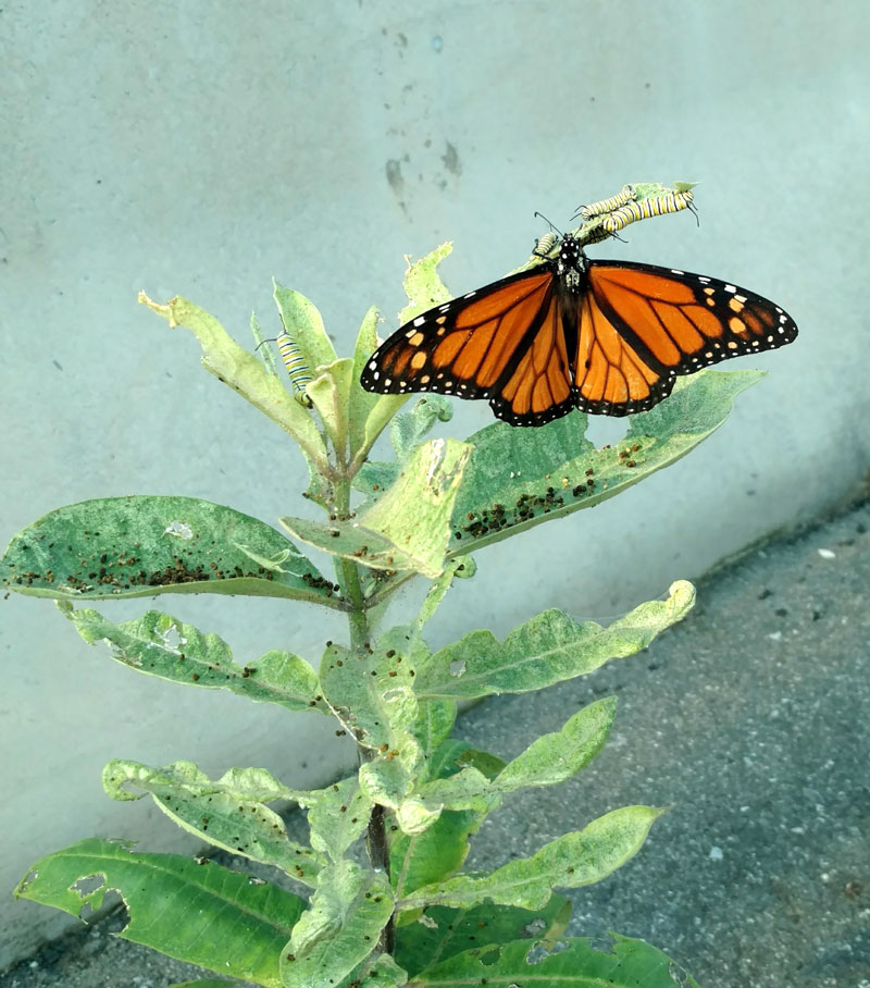 Monarch Butterflies at JFK Airport New York Airport Buterflies Ark JFK 2 Metropolitan Airport News
