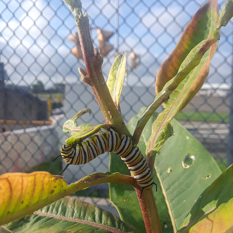 Monarch Butterflies at JFK Airport New York Airport Buterflies Ark JFK 4 Metropolitan Airport News