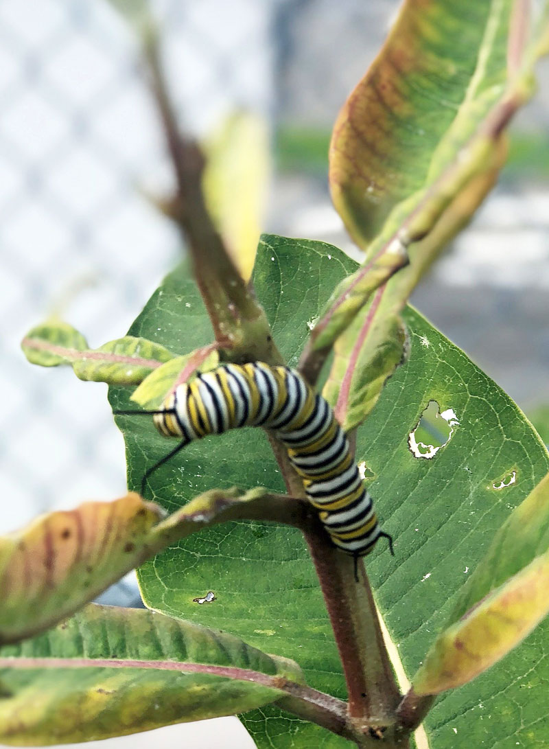 Monarch Butterflies at JFK Airport New York Airport Buterflies Ark JFK 5 Metropolitan Airport News