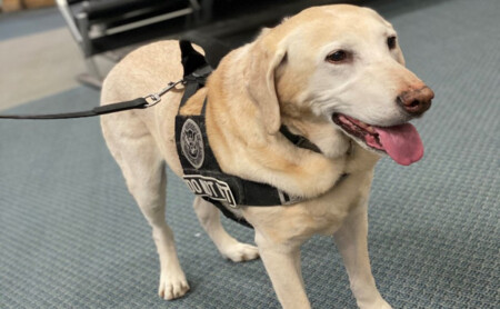 TSA’s Explosives Detection Canines are Something to Woof About! COOPER THE DOG BRAGS ABOUT HIS SECURITY CREDENTIALS Metropolitan Airport News