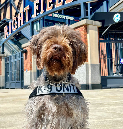 Two TSA Explosives Detection Canines from the New York Area Featured In TSA’s 2023 Canine Calendar New York Airport TSA explosives detection canine Djole works at LaGuardia Airport. (TSA photo)