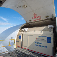 Emirates SkyCargo Delivers Close to 100 Horses to Miami from Mexico City New York Airport Emirates SkyCargo Horses 0016 Metropolitan Airport News