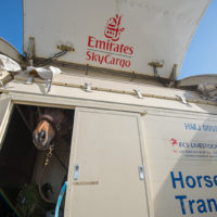 Emirates SkyCargo Delivers Close to 100 Horses to Miami from Mexico City New York Airport Emirates SkyCargo Horses 0038 Metropolitan Airport News