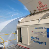 Emirates SkyCargo Delivers Close to 100 Horses to Miami from Mexico City New York Airport Emirates SkyCargo Horses 0042 Metropolitan Airport News