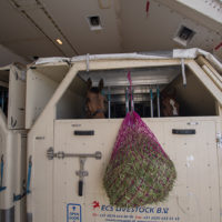 Emirates SkyCargo Delivers Close to 100 Horses to Miami from Mexico City New York Airport Emirates SkyCargo Horses 0046 Metropolitan Airport News