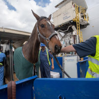 Emirates SkyCargo Delivers Close to 100 Horses to Miami from Mexico City New York Airport Emirates SkyCargo Horses 0104 Metropolitan Airport News
