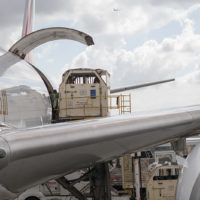 Emirates SkyCargo Delivers Close to 100 Horses to Miami from Mexico City New York Airport Emirates SkyCargo Horses 0123 Metropolitan Airport News