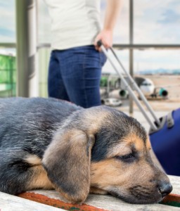 The Expert’s Guide to Flying With Your Pets