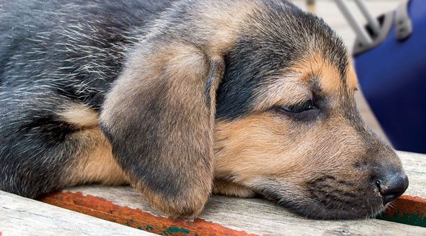 The Expert’s Guide to Flying With Your Pets