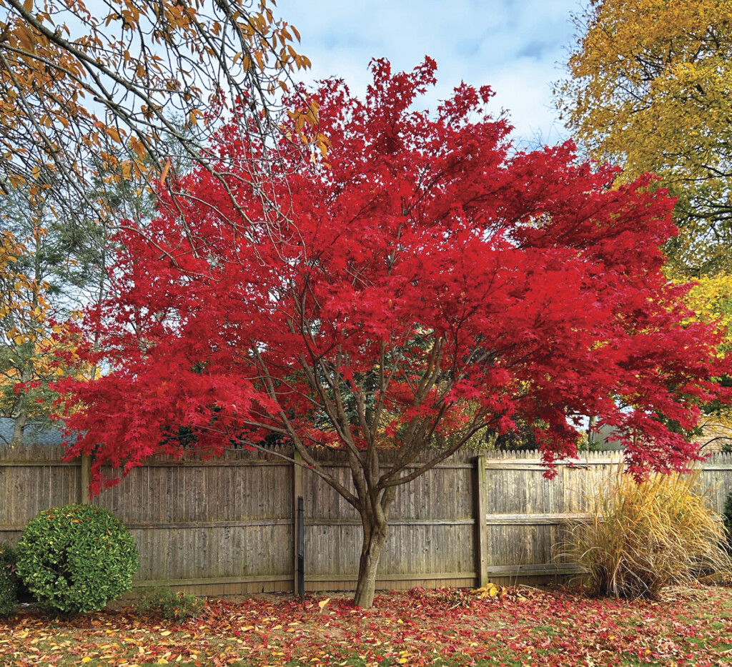 Seeing the Forest for the Trees My Moonfire Japanese Maple tree named Frank