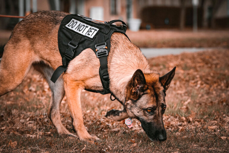 TSA Explosives Detection Canine from LaGuardia Airport Featured in TSA’s 2024 Canine Calendar Gini-Gina K9 at LGA