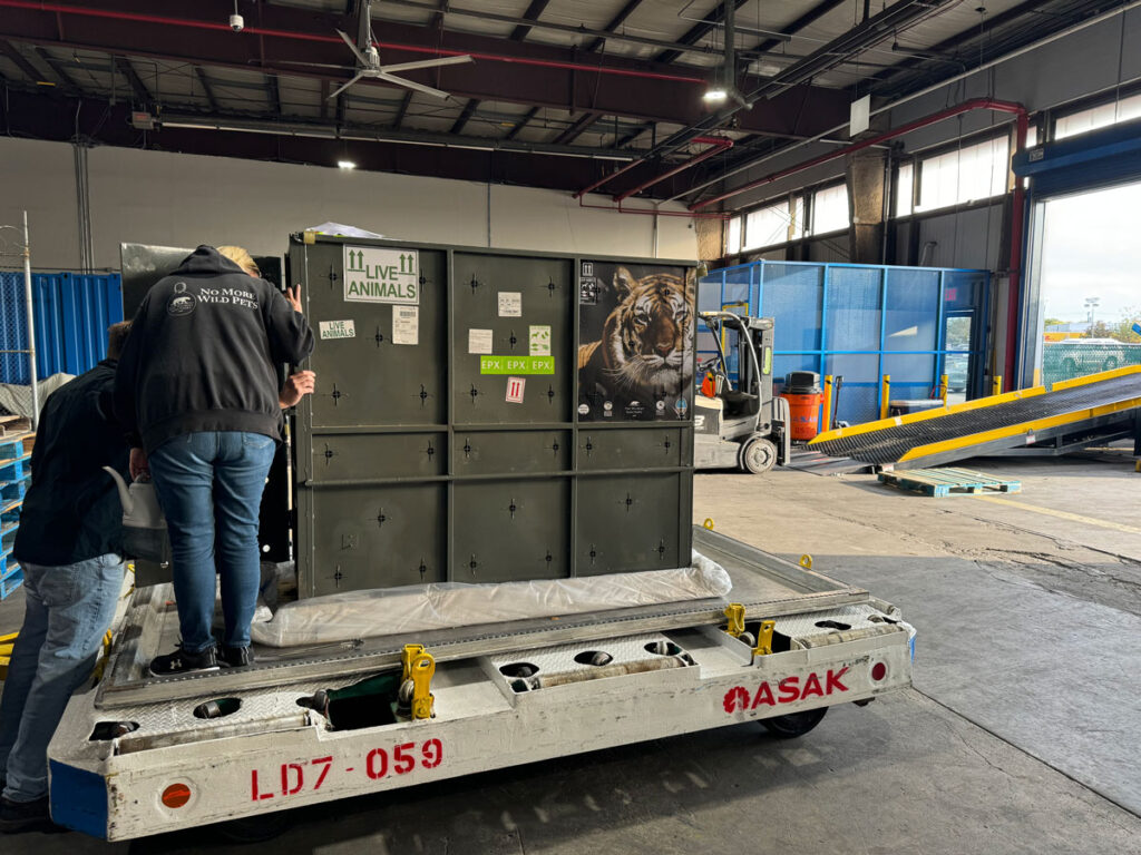 American Airlines Cargo and The Ark at JFK Help Move Last Tiger from Argentina Eco Park New York Airport Lucy the Tiger at the Ark at JFK.