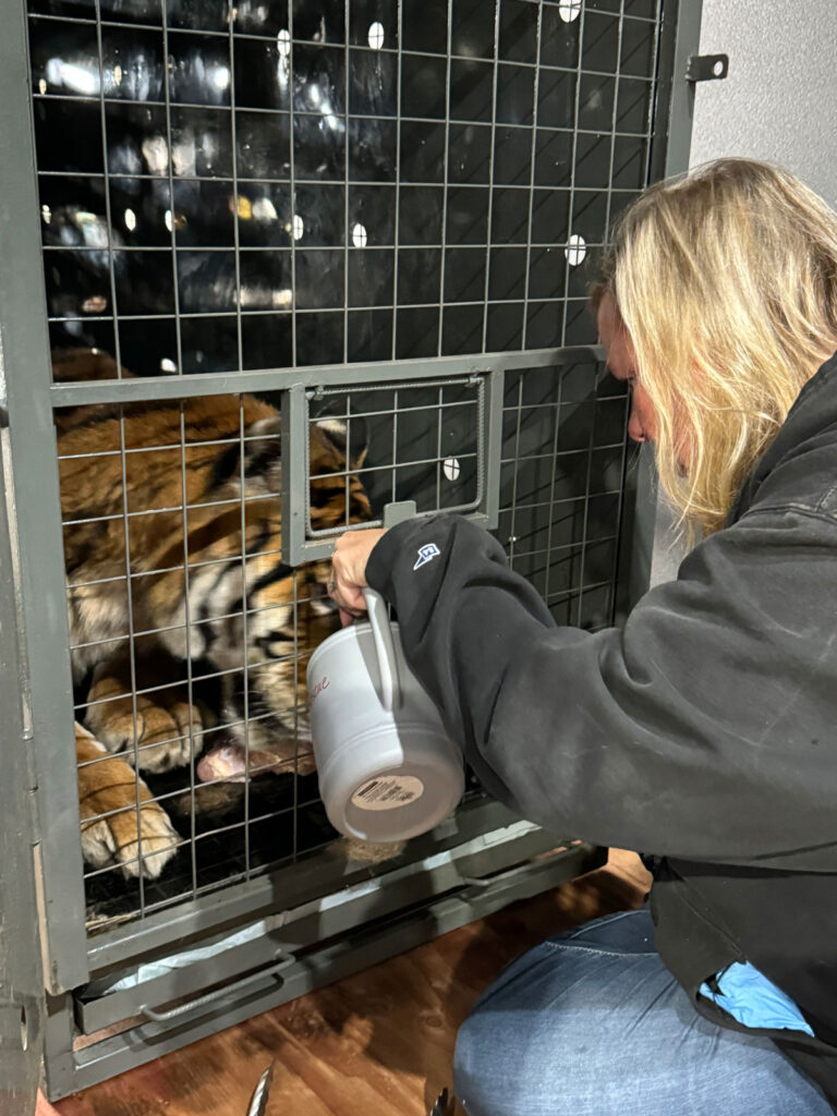 American Airlines Cargo and The Ark at JFK Help Move Last Tiger from Argentina Eco Park New York Airport IMG 4652 Metropolitan Airport News