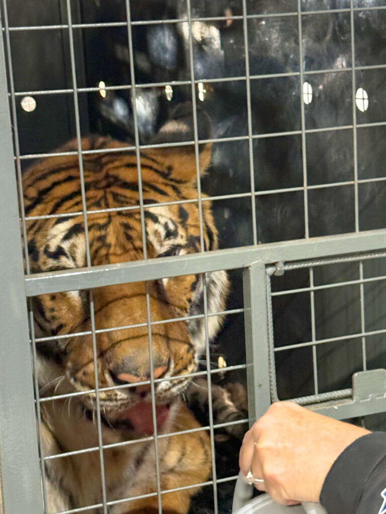 American Airlines Cargo and The Ark at JFK Help Move Last Tiger from Argentina Eco Park New York Airport IMG 4654 Metropolitan Airport News
