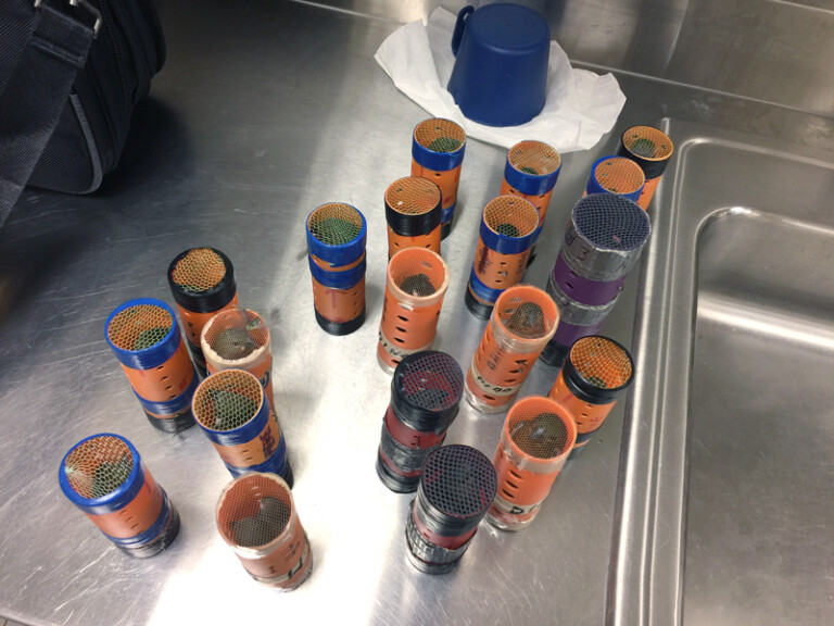 Live Birds Seized By CBP at JFK JFK Finches 003 Metropolitan Airport News