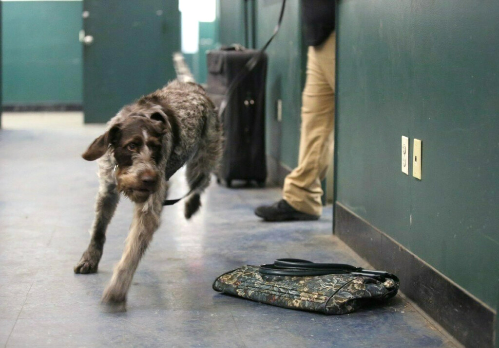 TSA Canines Enhancing Security at John F. Kennedy International Airport New York Airport TSA passenger screening canine Haver works at JFK International Airport. Here he is participating in a training exercise designed to improve his ability to detect explosives. (TSA photo)
