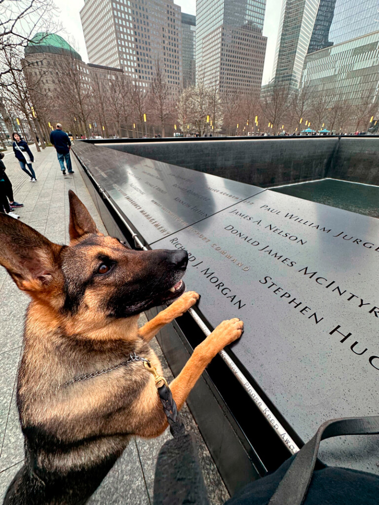 TSA Canines Enhancing Security at John F. Kennedy International Airport New York Airport TSA passenger screening canine Maly, whose specialty is explosives detection, works at JFK International Airport. Here he paid a visit to the 9/11 Memorial in New York City.