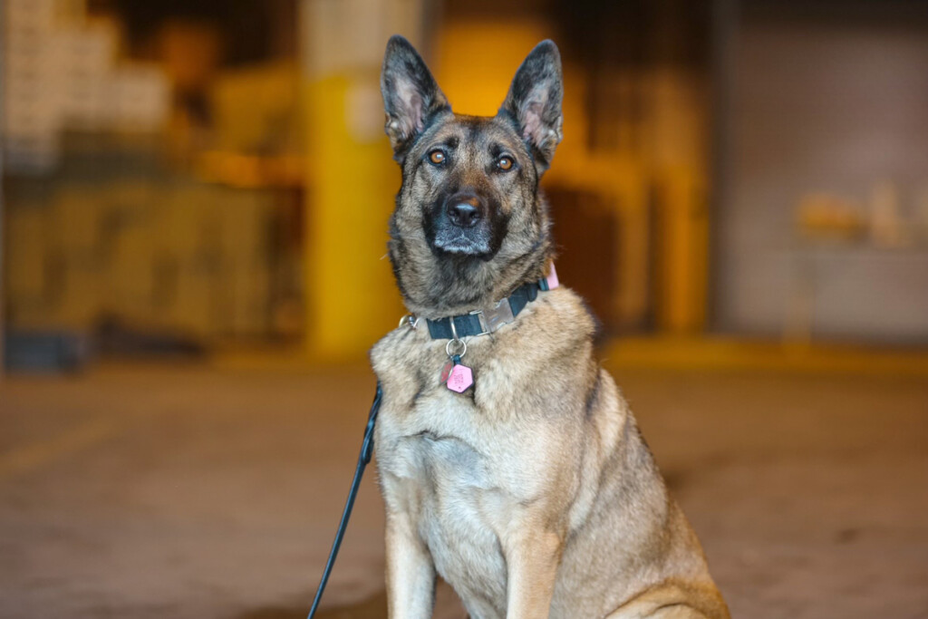 TSA Explosives Detection Canine from LaGuardia Airport Featured in TSA’s 2024 Canine Calendar New York Airport K9 Gini-Gina at LGA