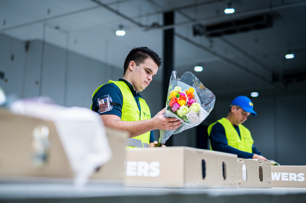 LATAM Cargo ends Valentine's Day With 16% Growth in Flower Shipments Compared to Last Season New York Airport LATAM Cargo ends Valentine's Day with 16% growth in flower shipments compared to last season