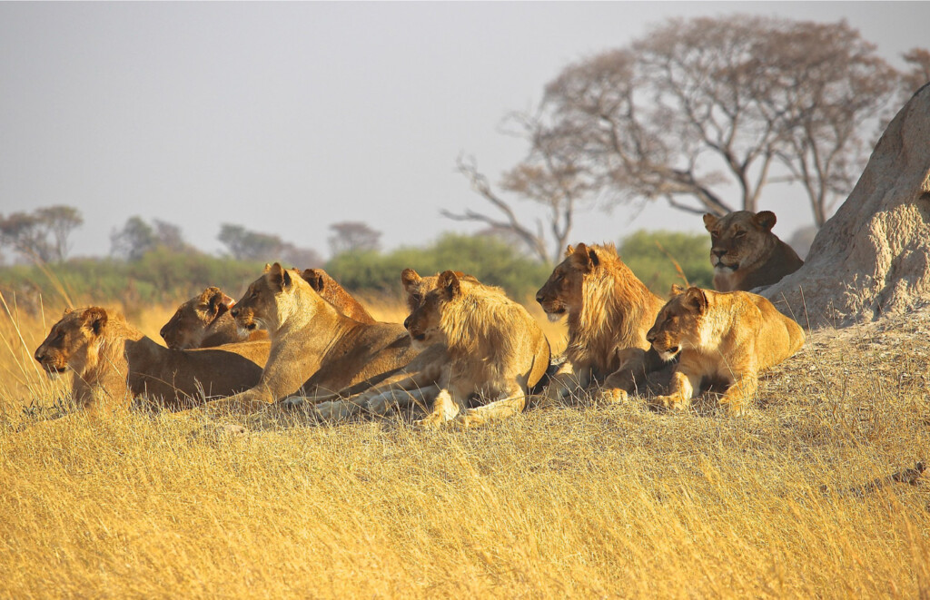 Qatar Airways Cargo Returns Seven Rescued Lions to Their Natural Habitat New York Airport Lions Visual High Quality 02 Metropolitan Airport News