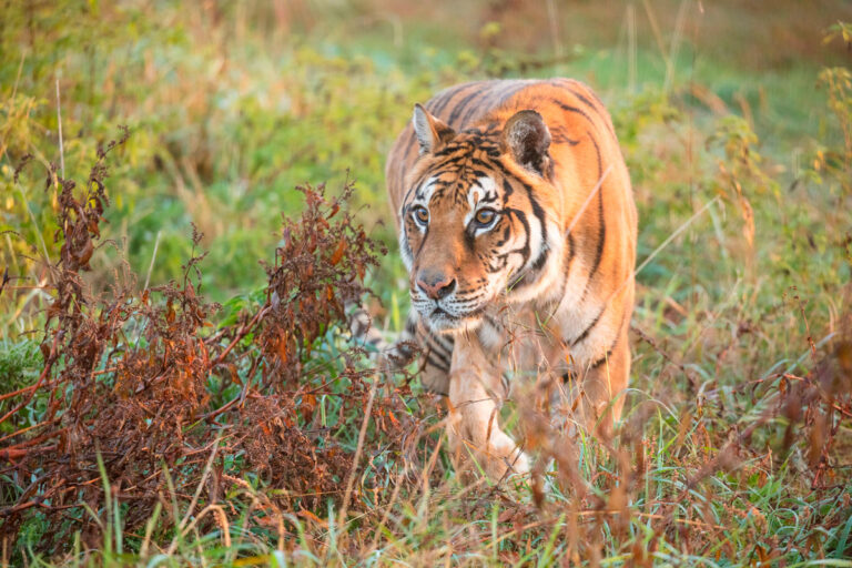 American Airlines Cargo and The Ark at JFK Help Move Last Tiger from Argentina Eco Park American Airlines Cargo Helps Move Last Tiger from Argentina Eco Park