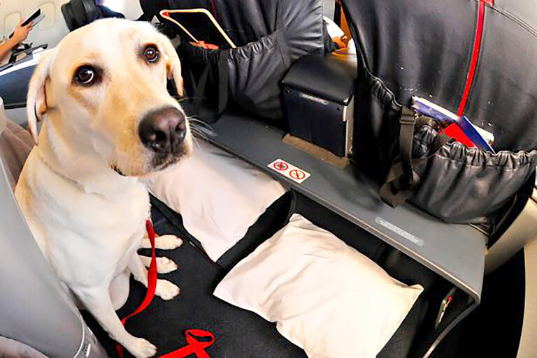 When the Fur Needs to Fly new rules makes pet travel more difficult