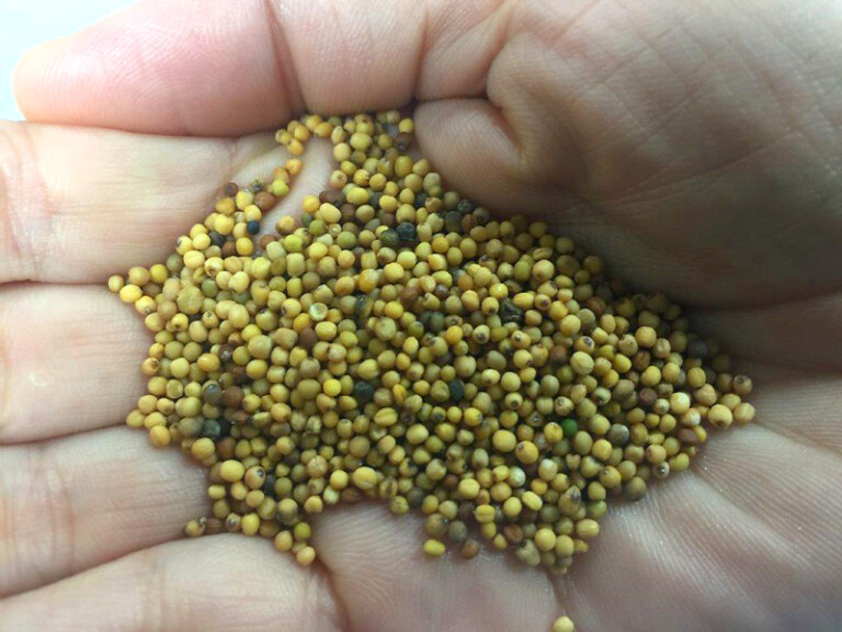 Qantas Biofuel Metropolitan Airport News