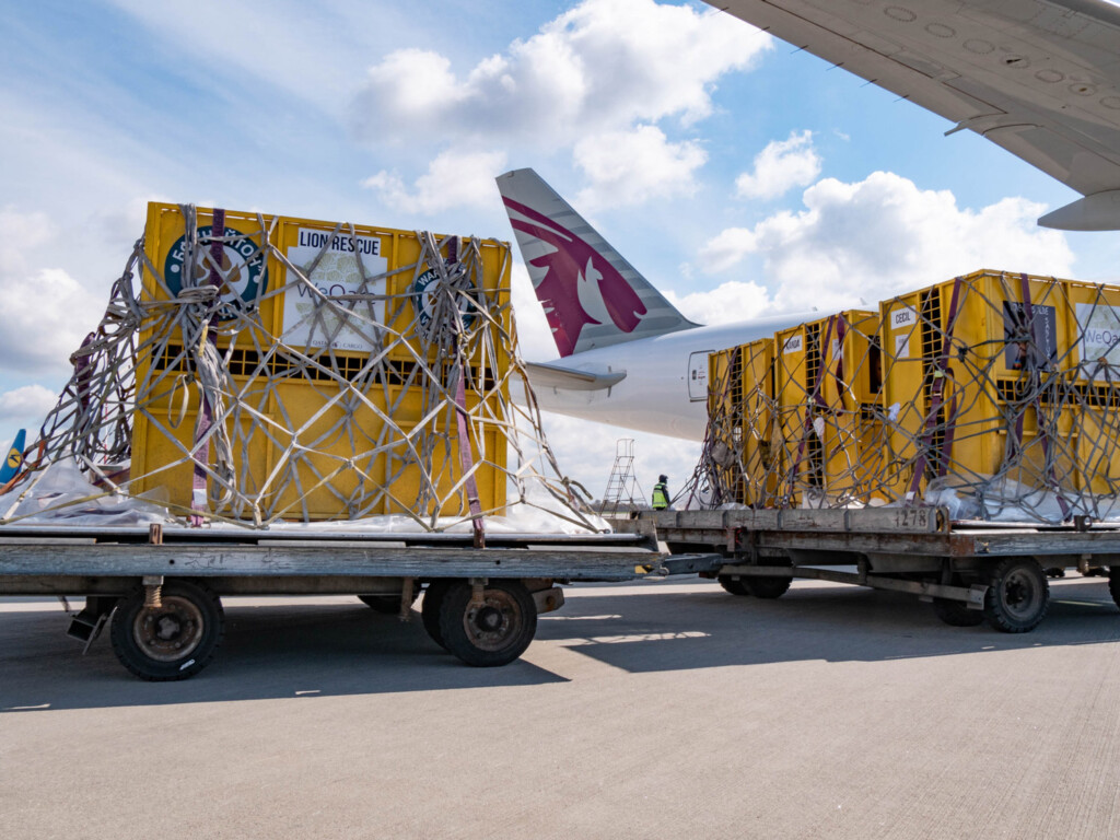 Qatar Airways Cargo Returns Seven Rescued Lions to Their Natural Habitat New York Airport Qatar Airways Cargo Returns Seven Rescued Lions to Their Natural Habitat For Free 2 Metropolitan Airport News