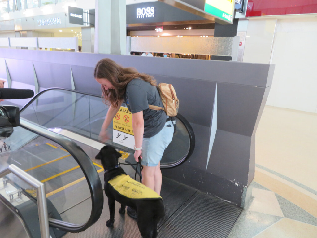 The Guide Dog Foundation at JFKIAT on Giving Bark Thursday New York Airport The Guide Dog Foundation at JFKIAT on Giving Bark Thursday
