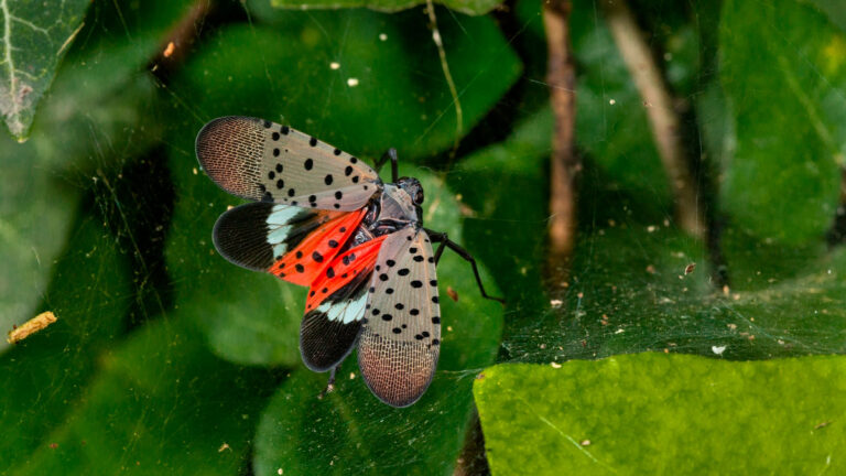 Creating Awareness About the Spotted Lanternfly Amongst Airport Workers Spotted Lantern Fly