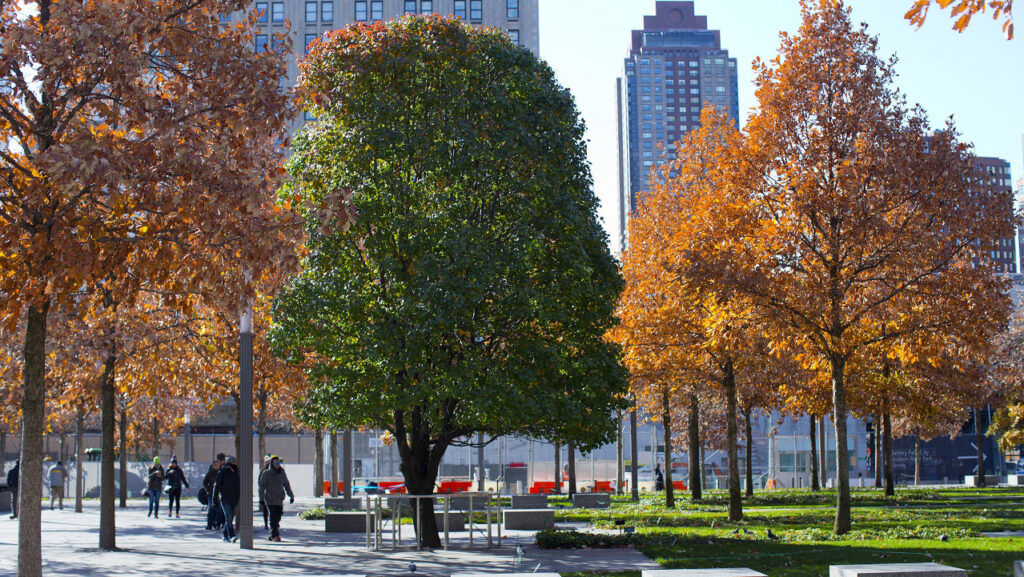 Remembrance & Rebirth: New York City and the World Trade Center Today New York Airport Survivor Tree 9/11Memorial