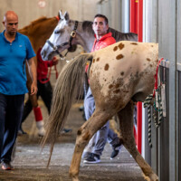 World's Biggest Equine Airlift for FEI World Equestrian Games Tryon 2018 New York Airport TRYO18M0575 Metropolitan Airport News