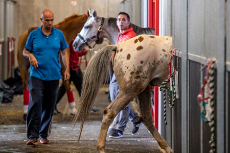 World’s Biggest Equine Airlift for FEI World Equestrian Games Tryon 2018 TRYO18M0575 Metropolitan Airport News