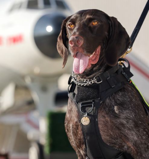 Two TSA Explosives Detection Canines from the New York Area Featured In TSA’s 2023 Canine Calendar New York Airport TSA explosives detection canine Tom-Magnum worked at John F. Kennedy International Airport. (TSA photo)