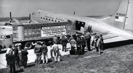 Marking One Century of American Airlines Cargo Innovation Transportation of life-saving medicine and supplies.