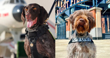 Two TSA explosives detection canines from the New York area are featured in TSAs 2023 Canine Calendar Metropolitan Airport News