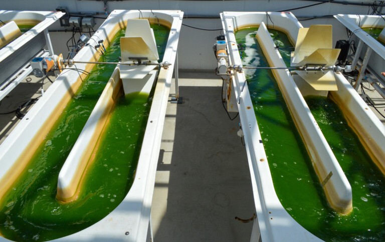 Viridos' technology extracts algae oil from algae for potential future production of sustainable aviation fuel