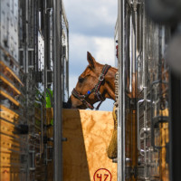 World's Biggest Equine Airlift for FEI World Equestrian Games Tryon 2018 New York Airport WEG Horse Day1 arrivals Metropolitan Airport News
